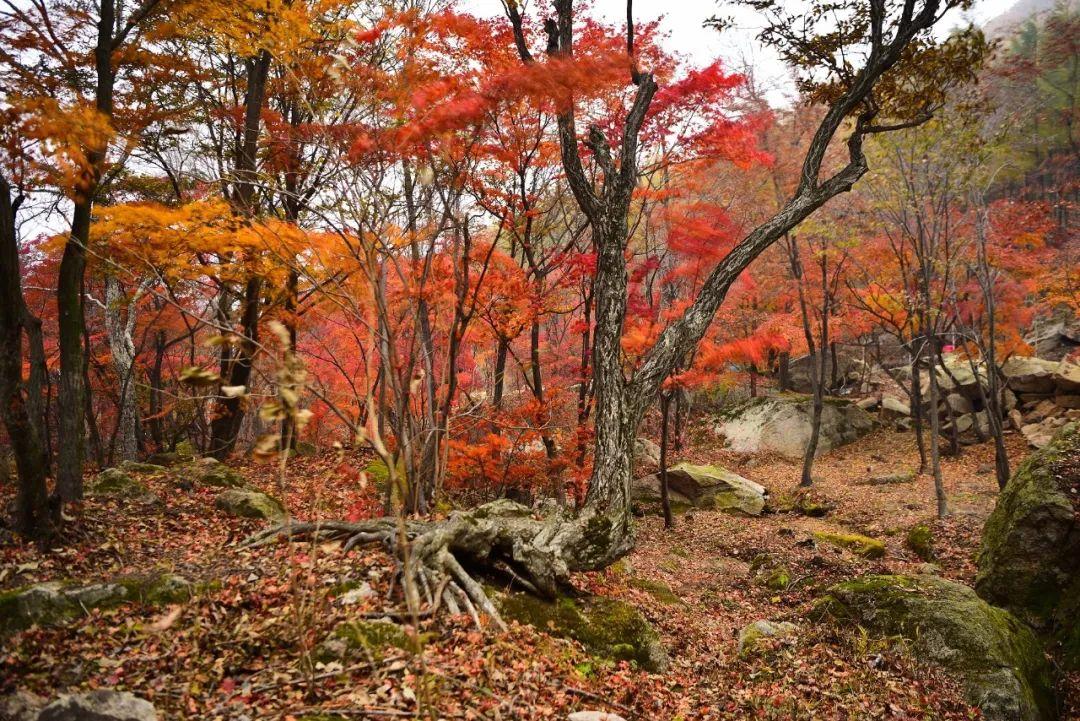 本溪?jiǎng)趧?dòng)大廈最新招工，小巷中的隱藏寶藏，探索就業(yè)機(jī)會(huì)！