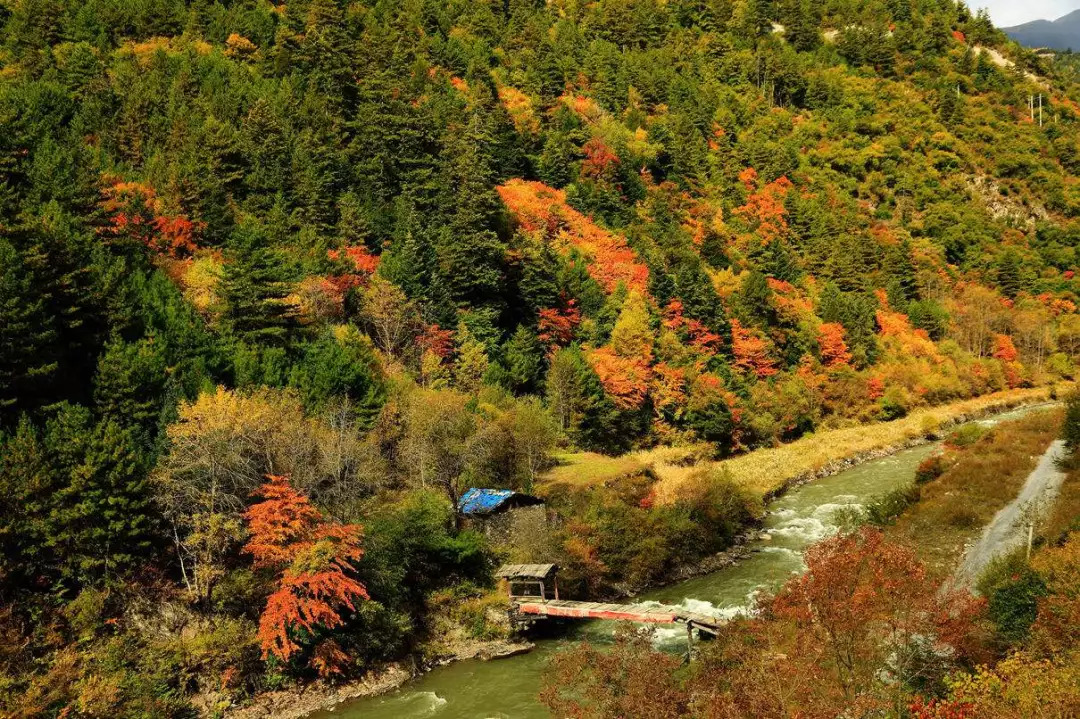 紅櫸樹最新價(jià)格,紅櫸樹最新價(jià)格，一場(chǎng)自然美景的旅行探索