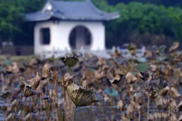 最新版紅樓夢(mèng)，時(shí)代下的古典重生之美